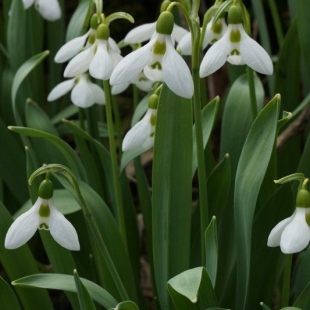 Galanthus elwesii